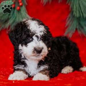 Winston, Mini Bernedoodle Puppy